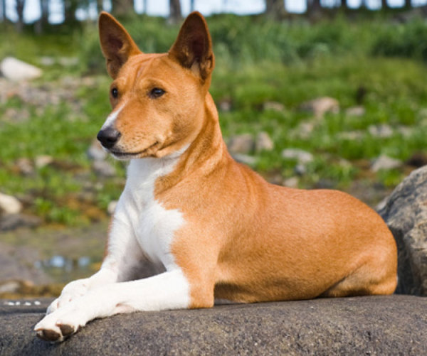 How Similar Are Dog Breeds Genetically How Similar Are Dog Breeds Genetically