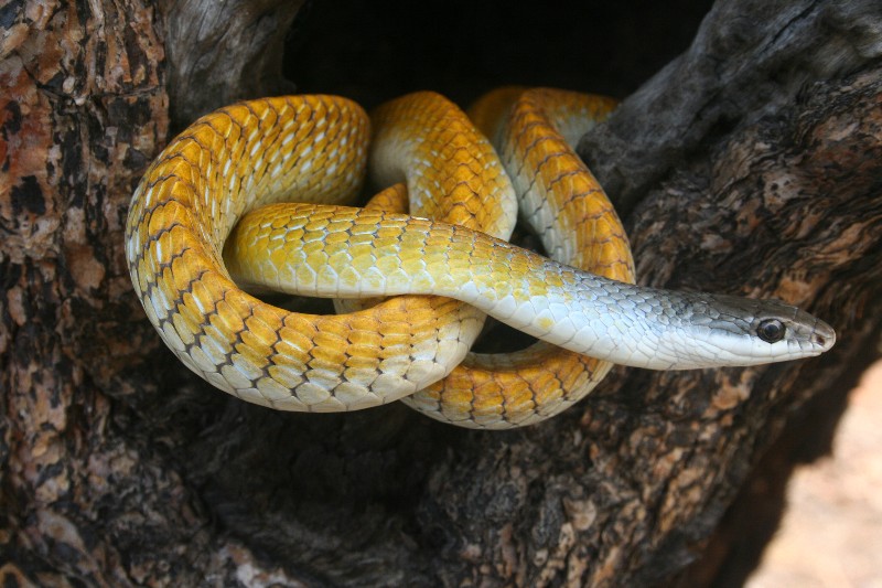 Golden Tree Snake Snakes