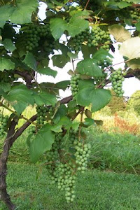 Homegrown Grapes