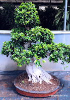 bonsai ficus ginseng microcarpa de Barnaplant 