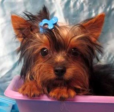 how do miniature yorkies live miniature terrier june 2013 how do miniature yorkies live miniature terrier june 2013