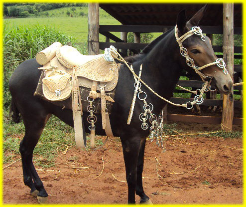 Traia Completa + Peitoral Argolado + Cabeçada Para Cavalos