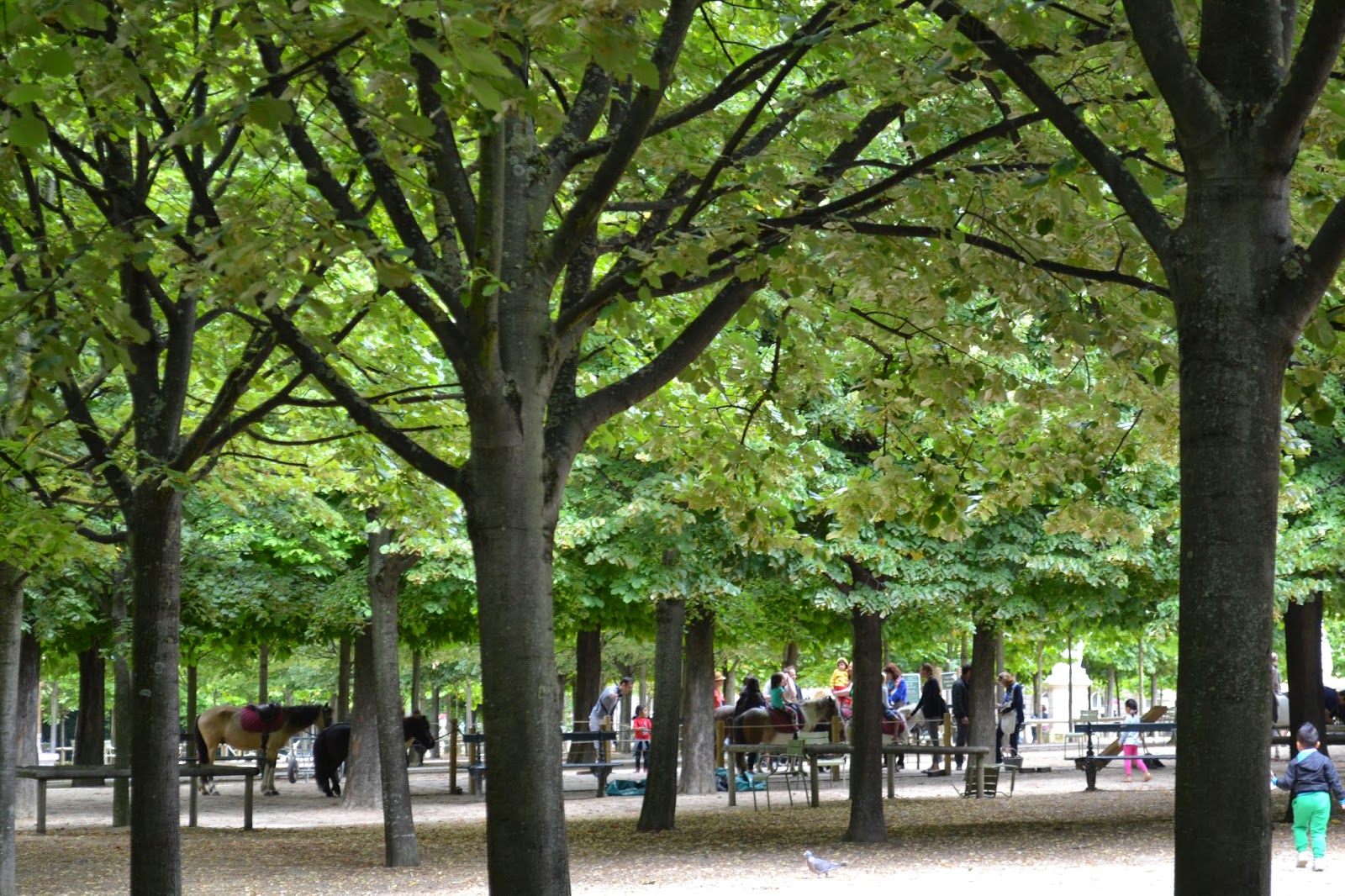 Horses in Le Jardin Du Luxemboug, Paris