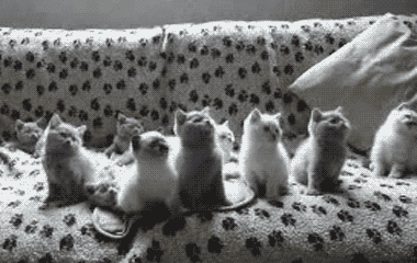 Gambar Kucing Bergerak Barengan Gambar Kucing Bergerak Barengan