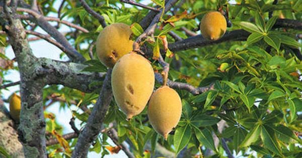 kakadu plum kakadu plum
