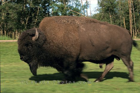 Image Buffalo