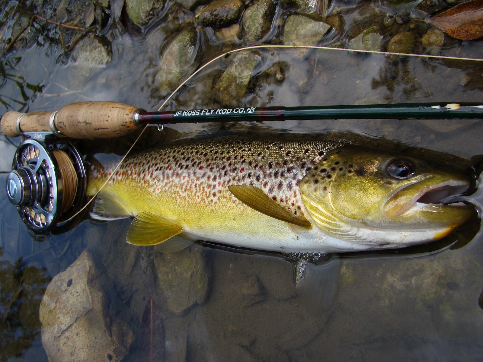 brianonthefly Fall Inland brown trout on the fly