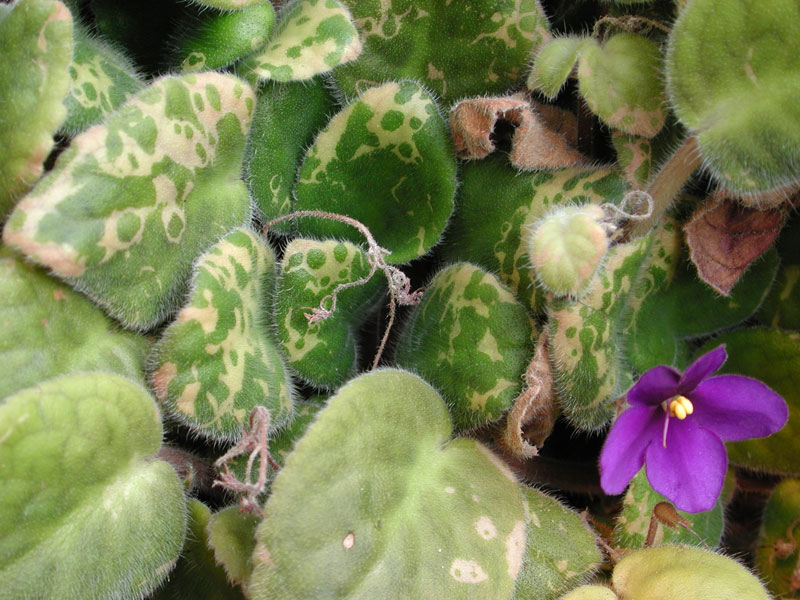 Wiese Acres Growing African Violets, part 6 Pests and Diseases