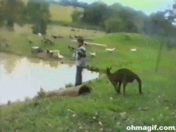 Animals vs kids (40 gifs), animals being jerks gif, kangaroo kicks boy into the lake
