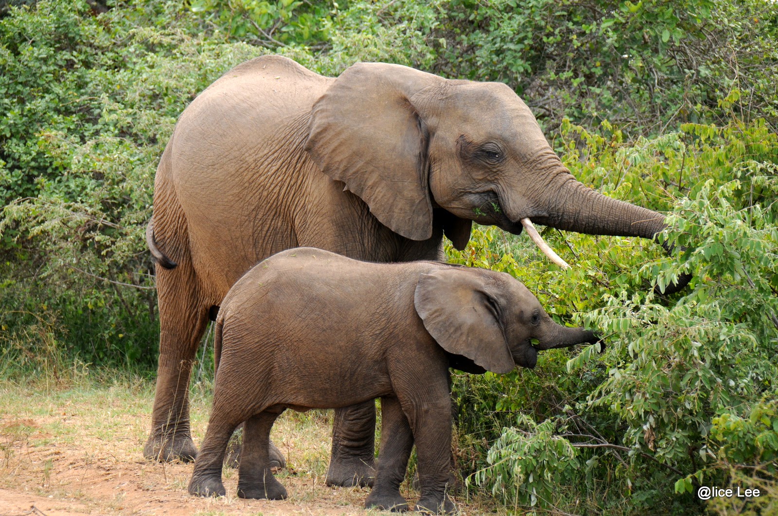African Elephant