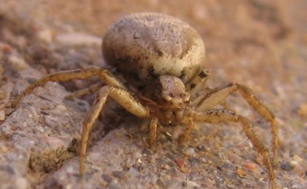 Spiders in the Garden: Brown Crab Spider
