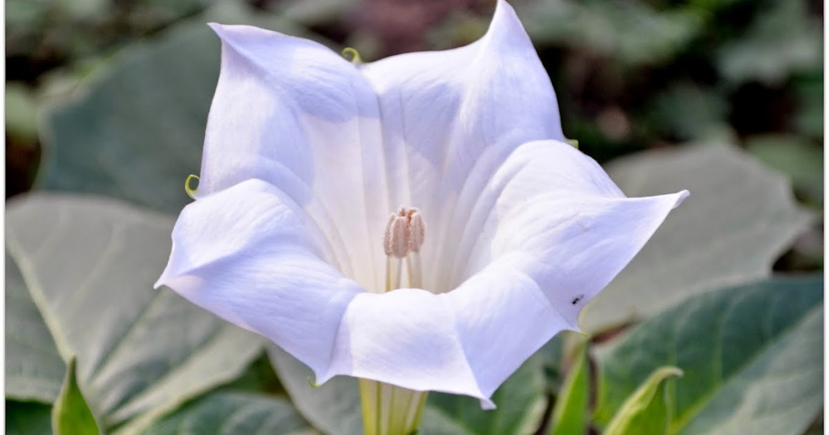 Health Benefits, Uses &amp; Side Effects of Datura Flowers