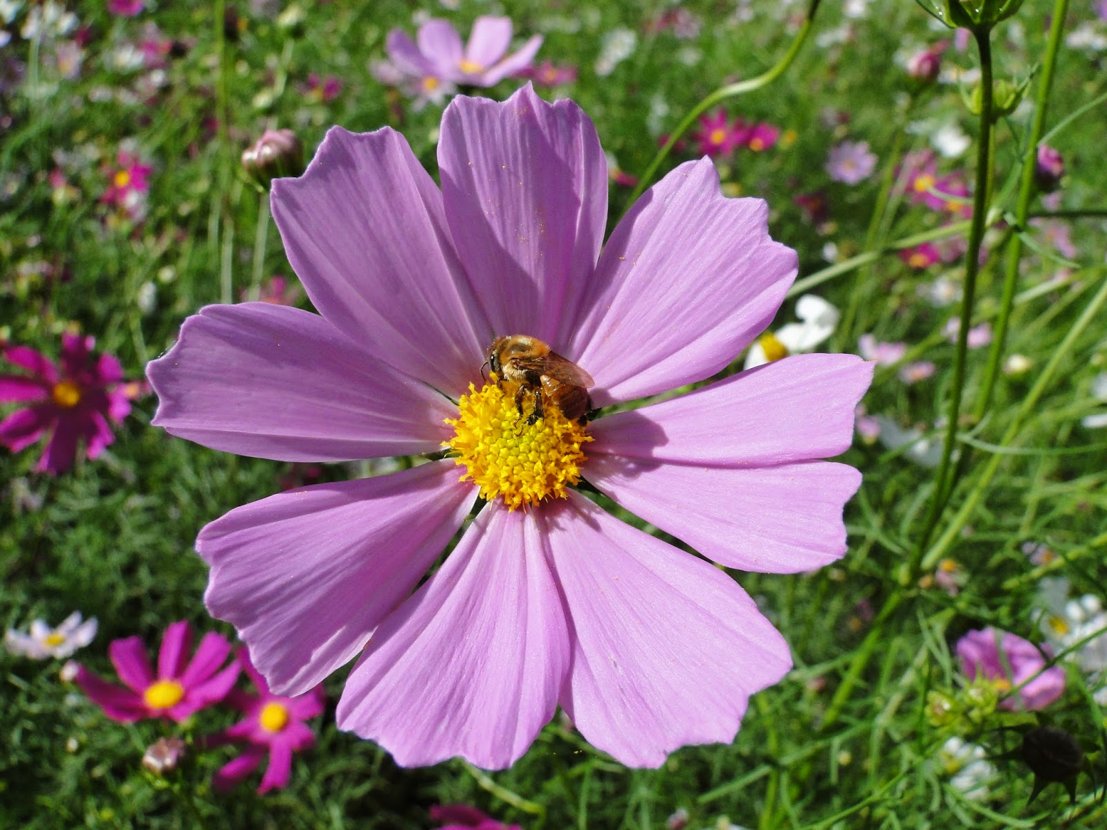 Além da beleza das cores, também ´interessante ecologicamente Além da beleza das cores, também ´interessante ecologicamente