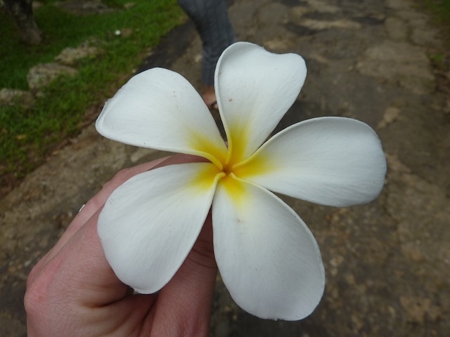 Flower Power au Sri Lanka