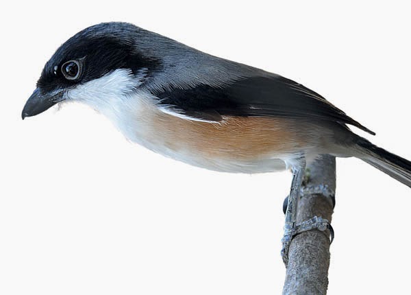 Blog Cerdas Trick Treating Bird Pentet Or Cendet Sounds Good So Fast