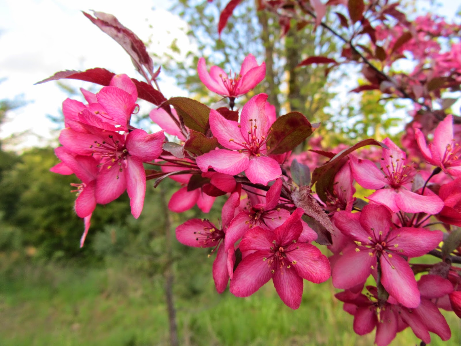 Four Hills of Squash The Royal Raindrops Crab Apple