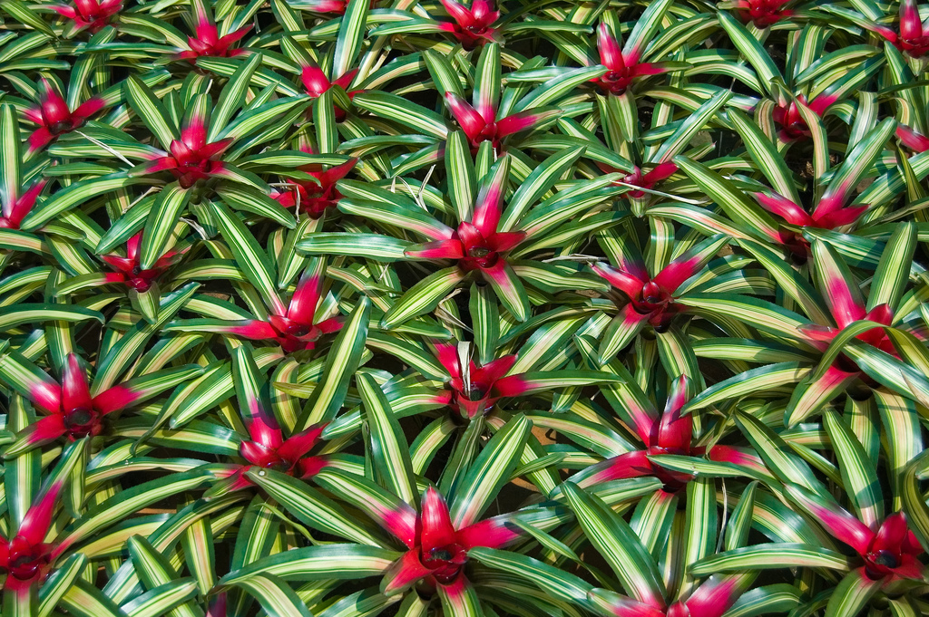 Plantas do Meu Jardim Bromélia Neoregelia