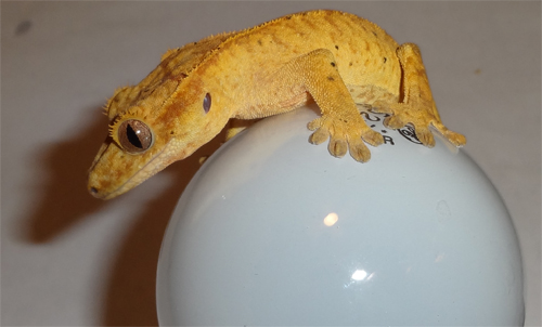 goReptiles Yellow Crested Gecko Picture