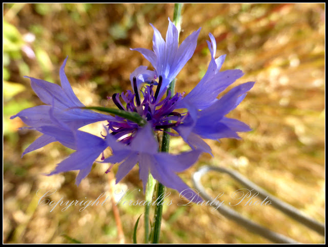 Bleuet Domaine de Madame Elisabeth Versailles cornflower