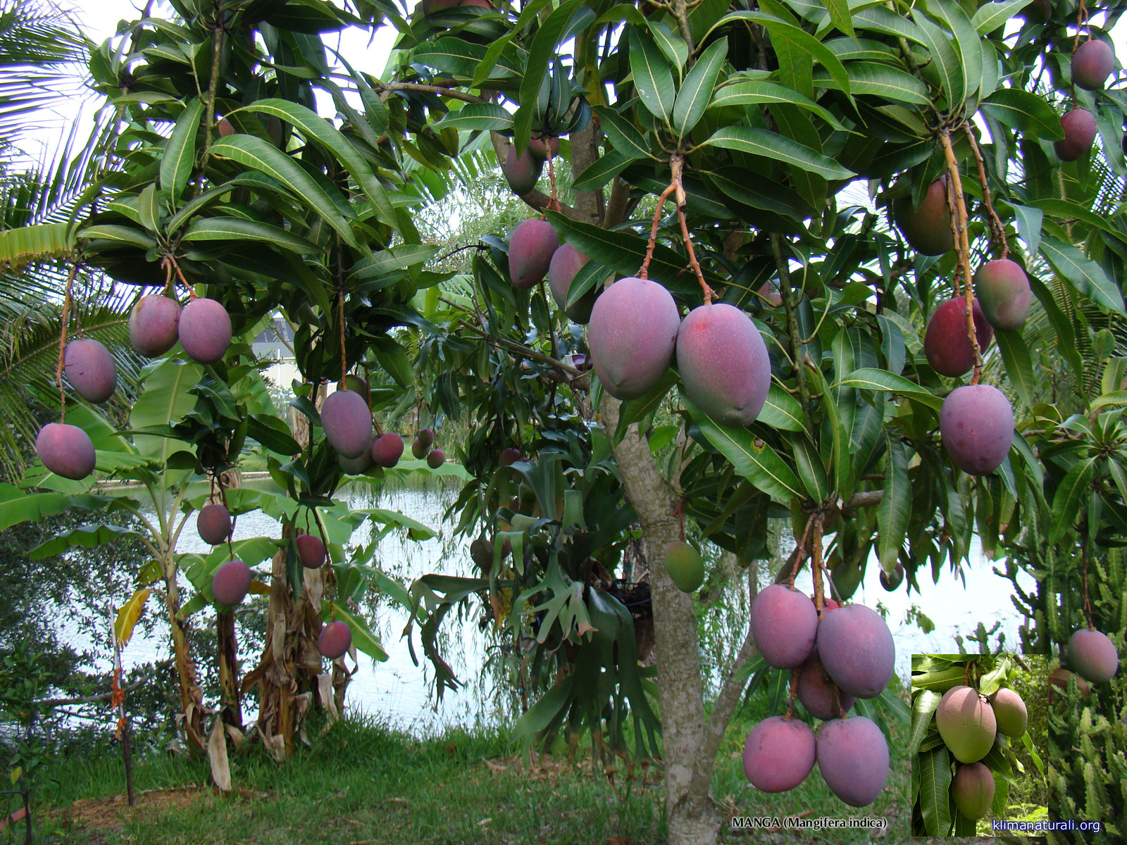 Manga (Mangifera indica)