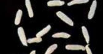 Is It Common To Get Worms From Cats Is It Common To Get Worms From Cats