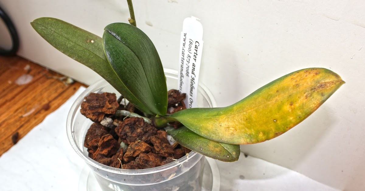 Maria's Orchids Leaf damage on Phal Memoria Audrey Meldman 'Mendenhall'