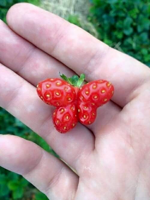 Alkaline Meals For Health and Wellness STRAWBERRY LEAF TEA