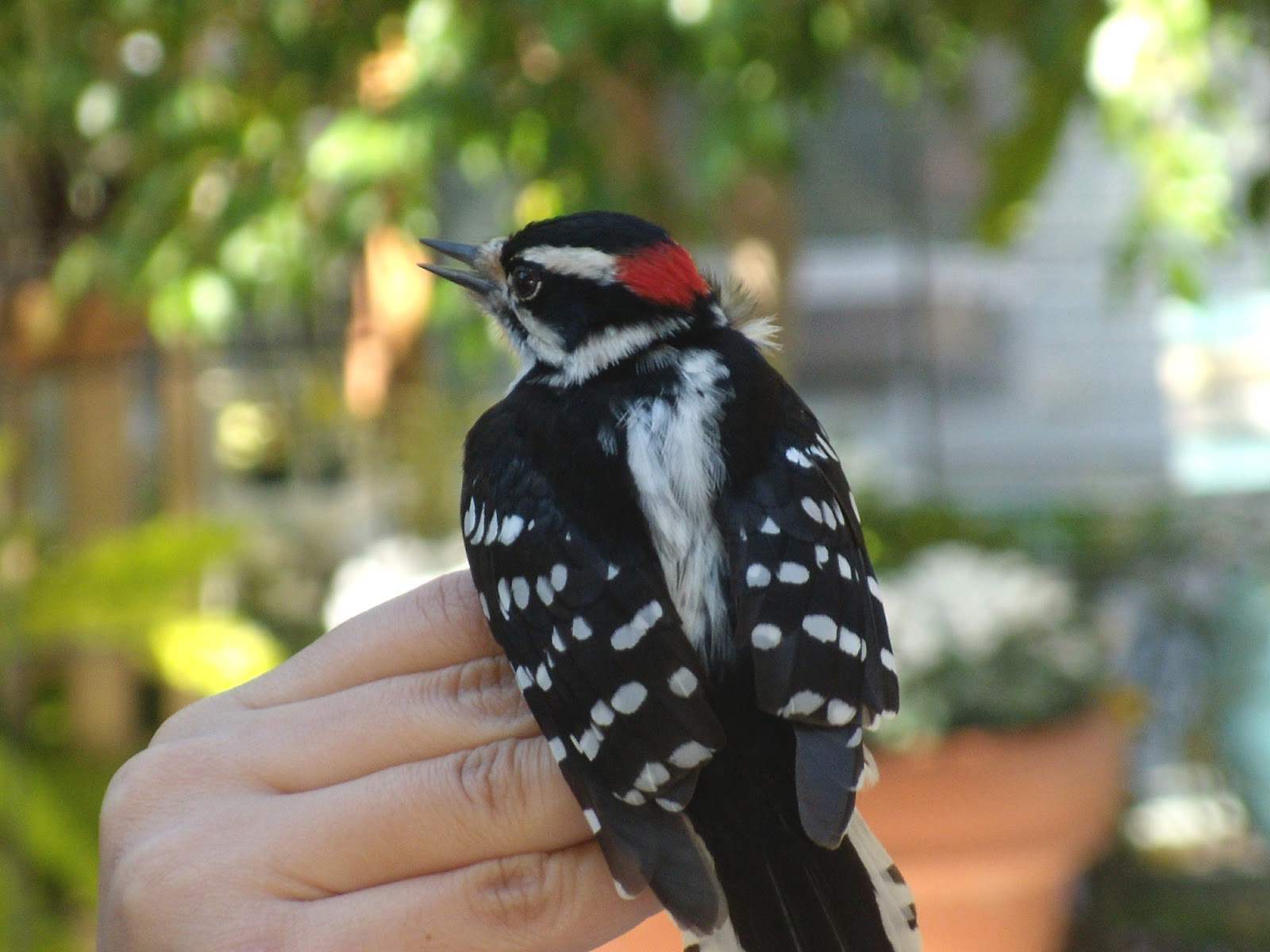 Powell Gardens' Blog Banding Powell Gardens' Bird Feeder Birds for