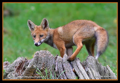 Vulpes vulpes - http://1000-pattes.blogspot.com/