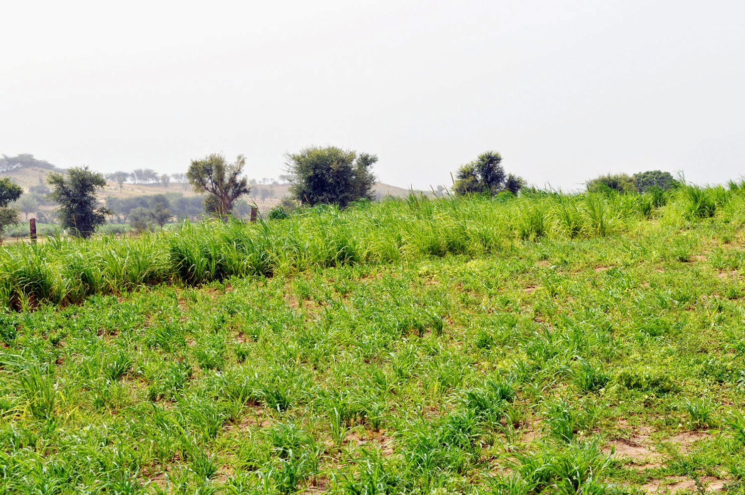 grass for cattle grass crop