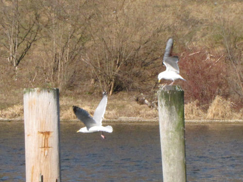seagulls
