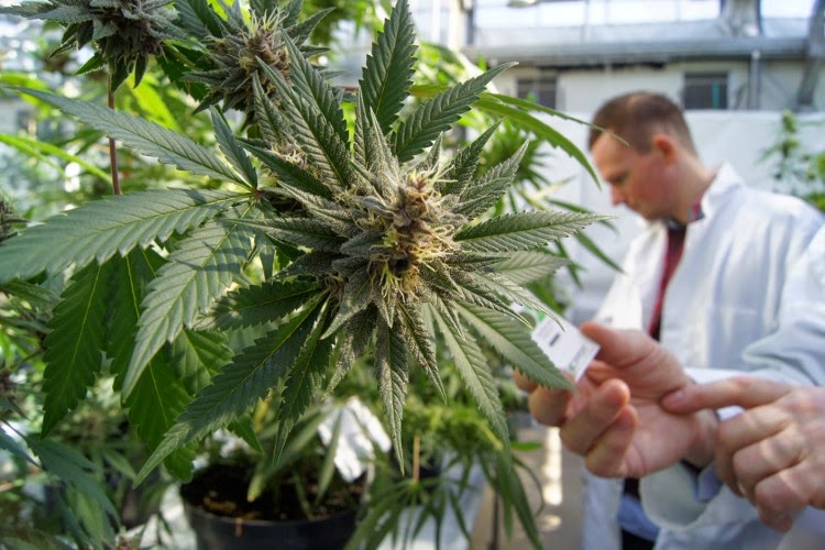 maconha medicinal maconha na medicina