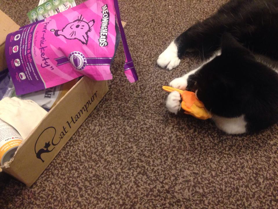 Cat Hampurr The Subscription Box For Cats! She Might Be Loved