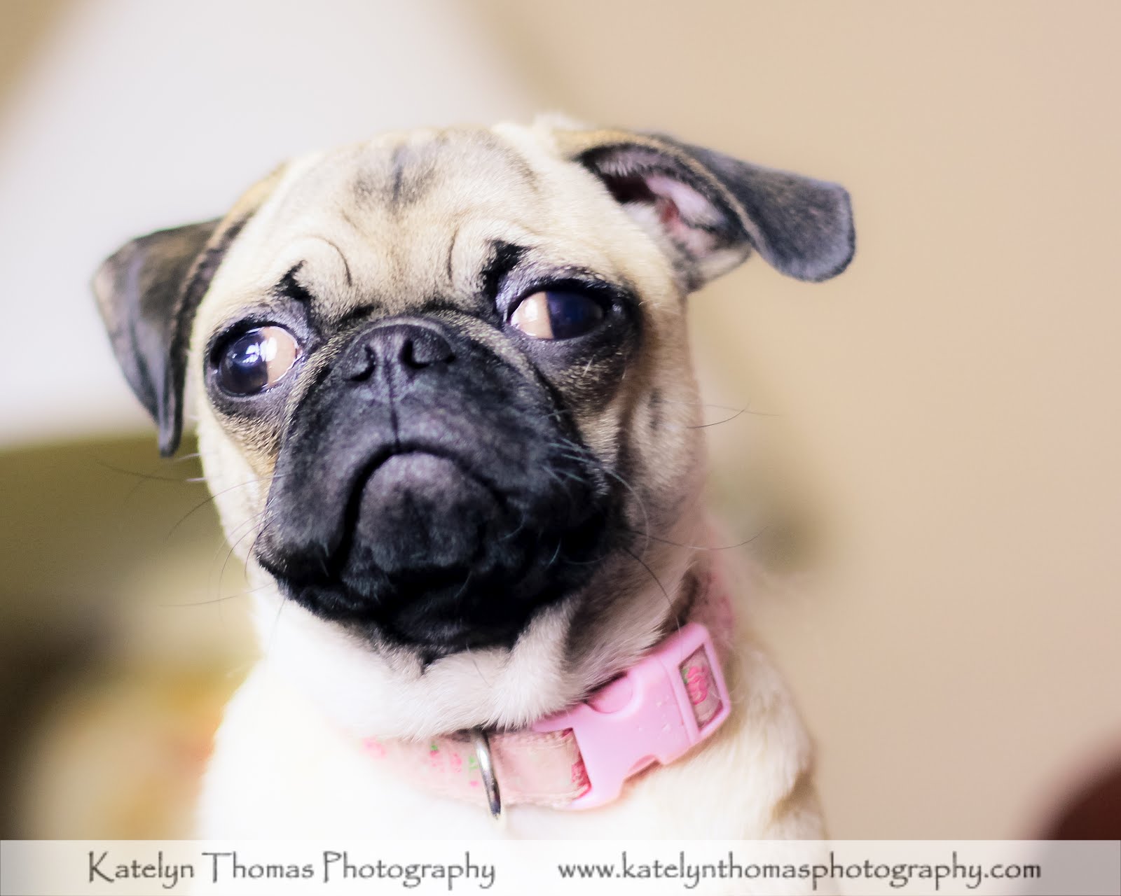 south florida pug rescue pug pomeranian puppies breeds picture south florida pug rescue pug pomeranian puppies breeds picture