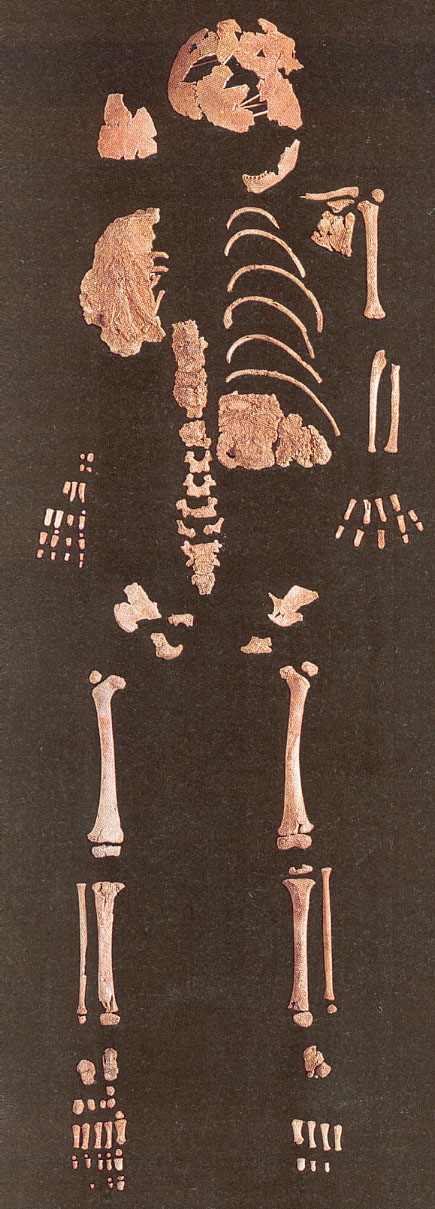 the implications of neanderthal homo sapiens hybrid from the abrigo do lagar velho Abrigo do lagar velho site (best skeletal evidence of possible interbreeding between neandertals and anatomically modern h sapiens) (pg 294) the olmec culture was located primarily: a prehistoric chiefdom in the gulf coast lowlands of veracruz and tabasco, mexico between 3,200 and 2,400 years ago (glossary, pg 439. the implications of neanderthal homo sapiens hybrid from the abrigo do lagar velho Abrigo do lagar velho site (best skeletal evidence of possible interbreeding between neandertals and anatomically modern h sapiens) (pg 294) the olmec culture was located primarily: a prehistoric chiefdom in the gulf coast lowlands of veracruz and tabasco, mexico between 3,200 and 2,400 years ago (glossary, pg 439.