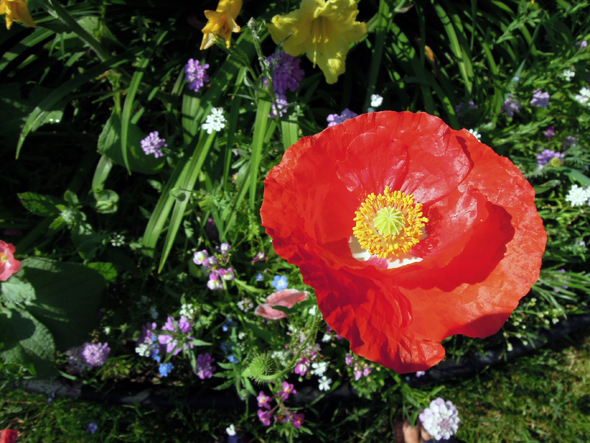 red wild california poppy wildflowers wild flower