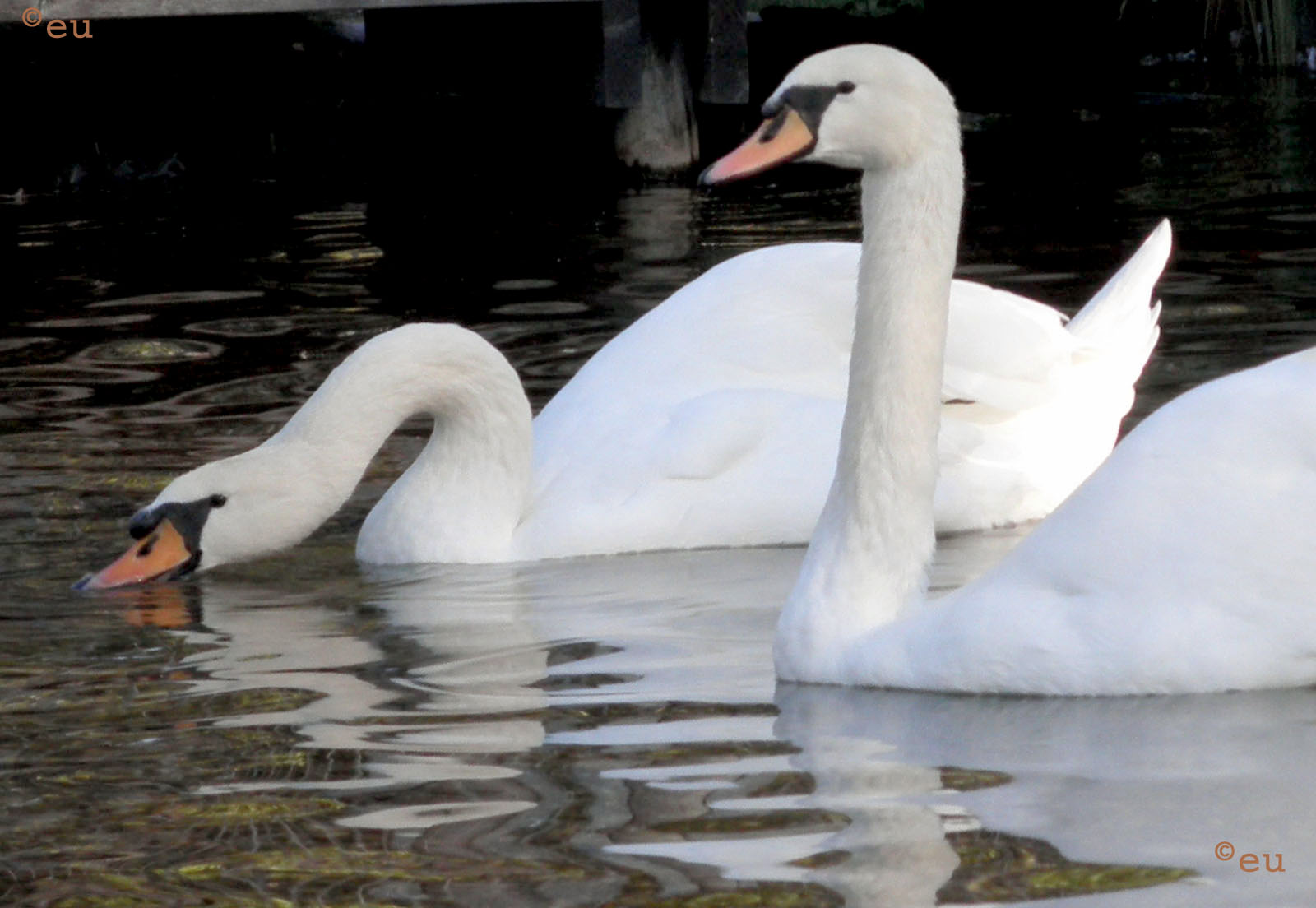 Naturfotografie Schwäne