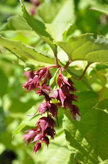 Le Jardin De Sylvie En Photos L Arbre Aux Faisans