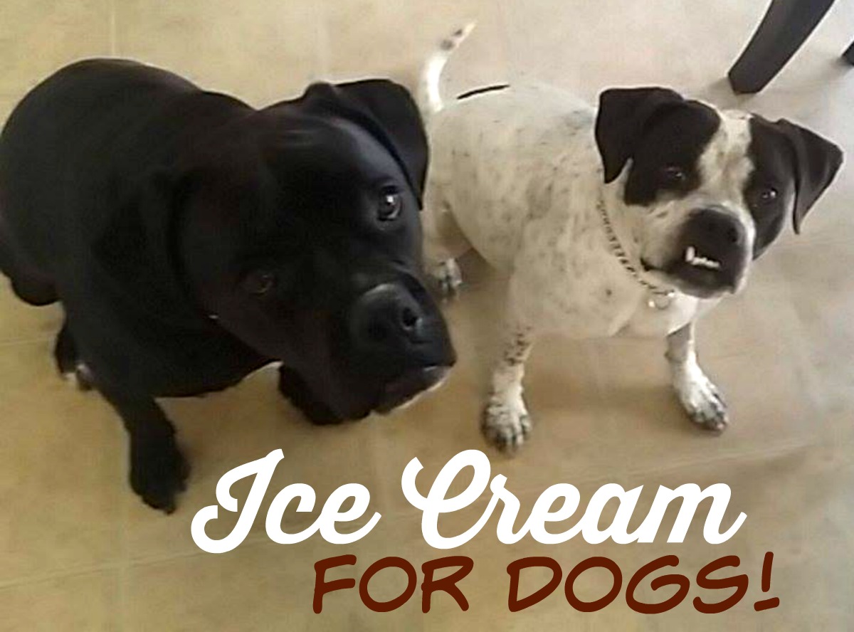 Reviews, Chews & HowTos Ice Cream for Dogs (Only 3 Ingredients!)
