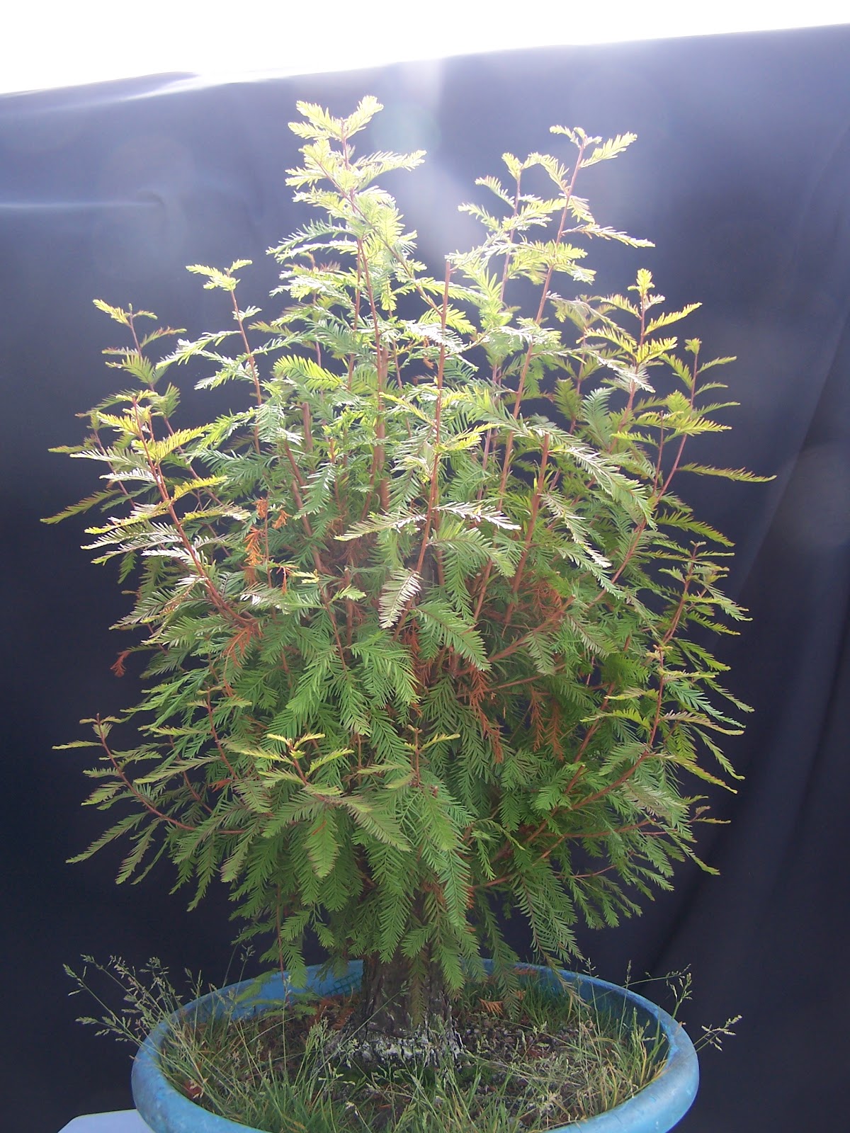 Taxodium Distichum Bonsai