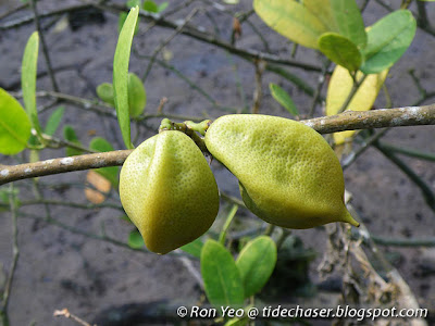 Mangrove Lime (Merope angulata)