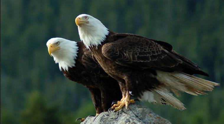 image gallery monogamous animals image gallery monogamous animals