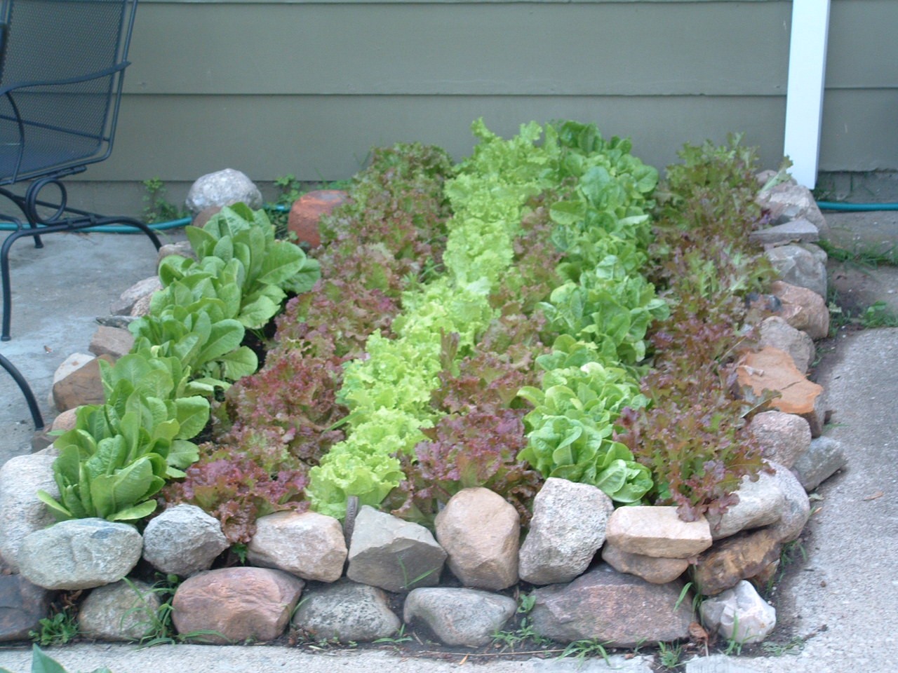 Ohio Microfarm June lettuce bed.