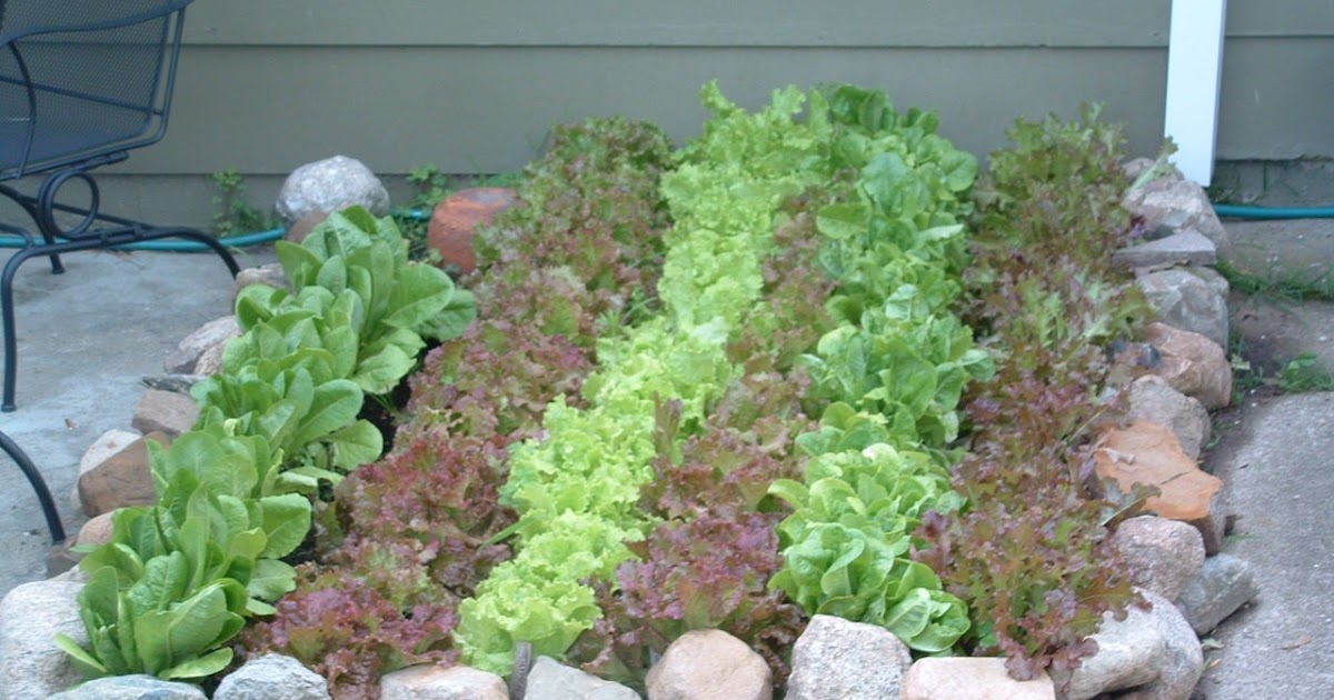 Ohio Microfarm June lettuce bed.