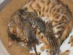 Mama African Wildcat with Kittens