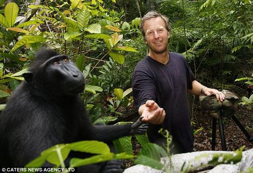 david slater dengan monyet jambul hitam
