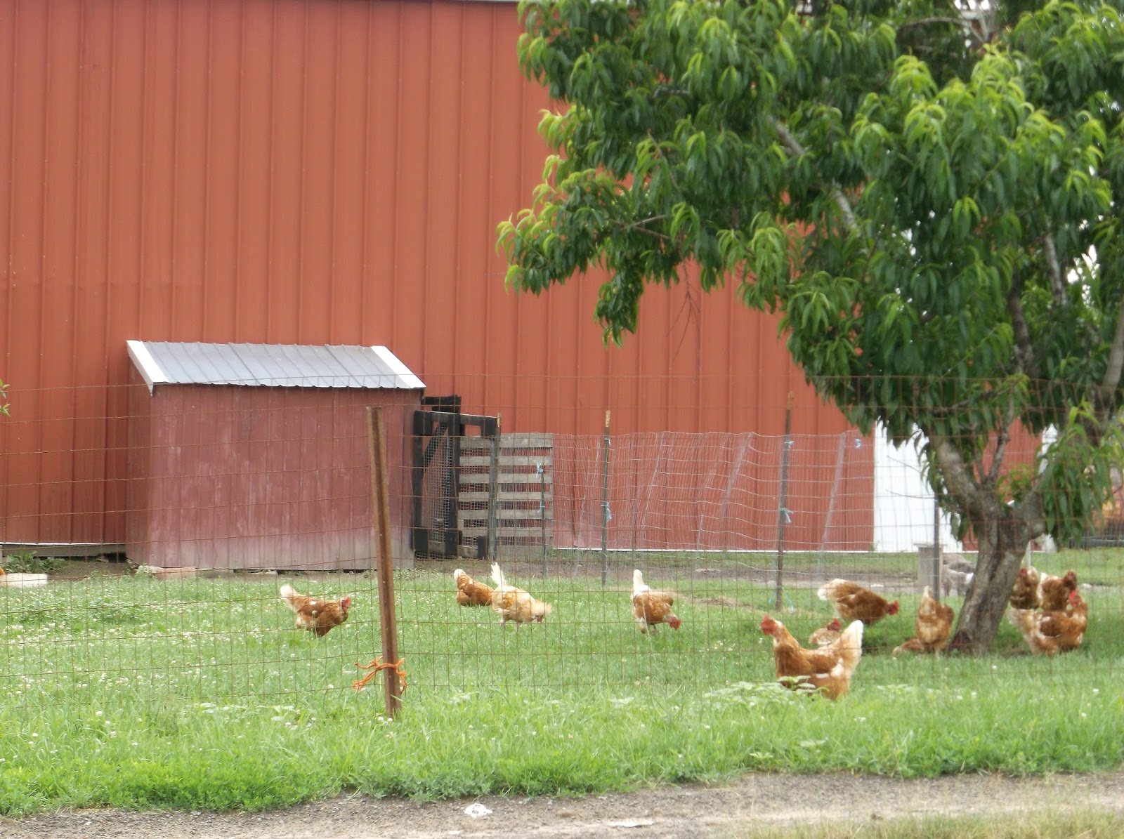 New York State of Mind MENNONITE FARMCHICKENS AND DUCKSTODAY