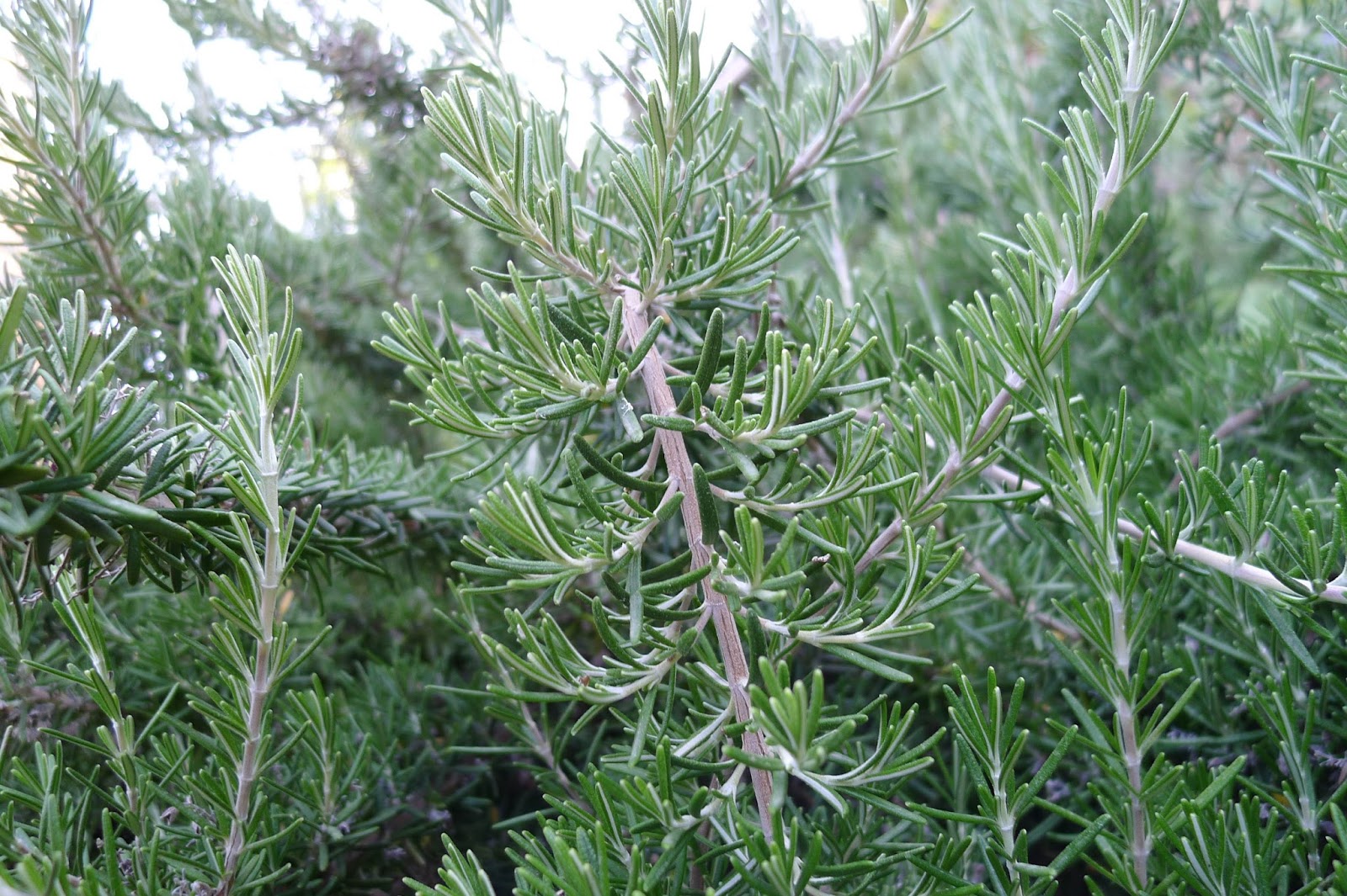 Backyard Garden Grow Rosemary Indoors over the Winter