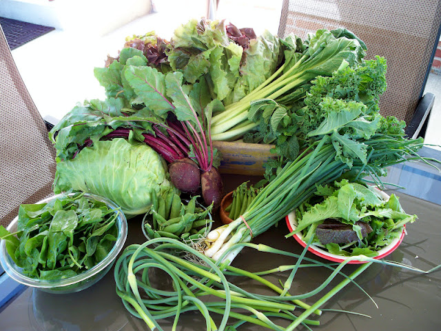 CSA week 3 farm fresh vegetables