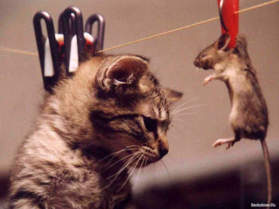 Funny cat pic